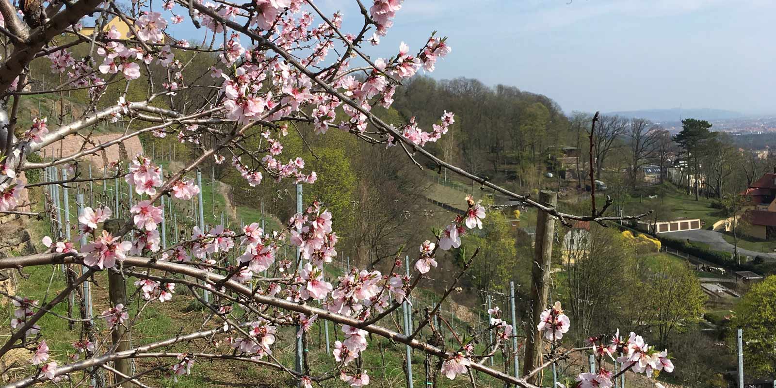 Jungweinprobe 2019_DREI-HERREN