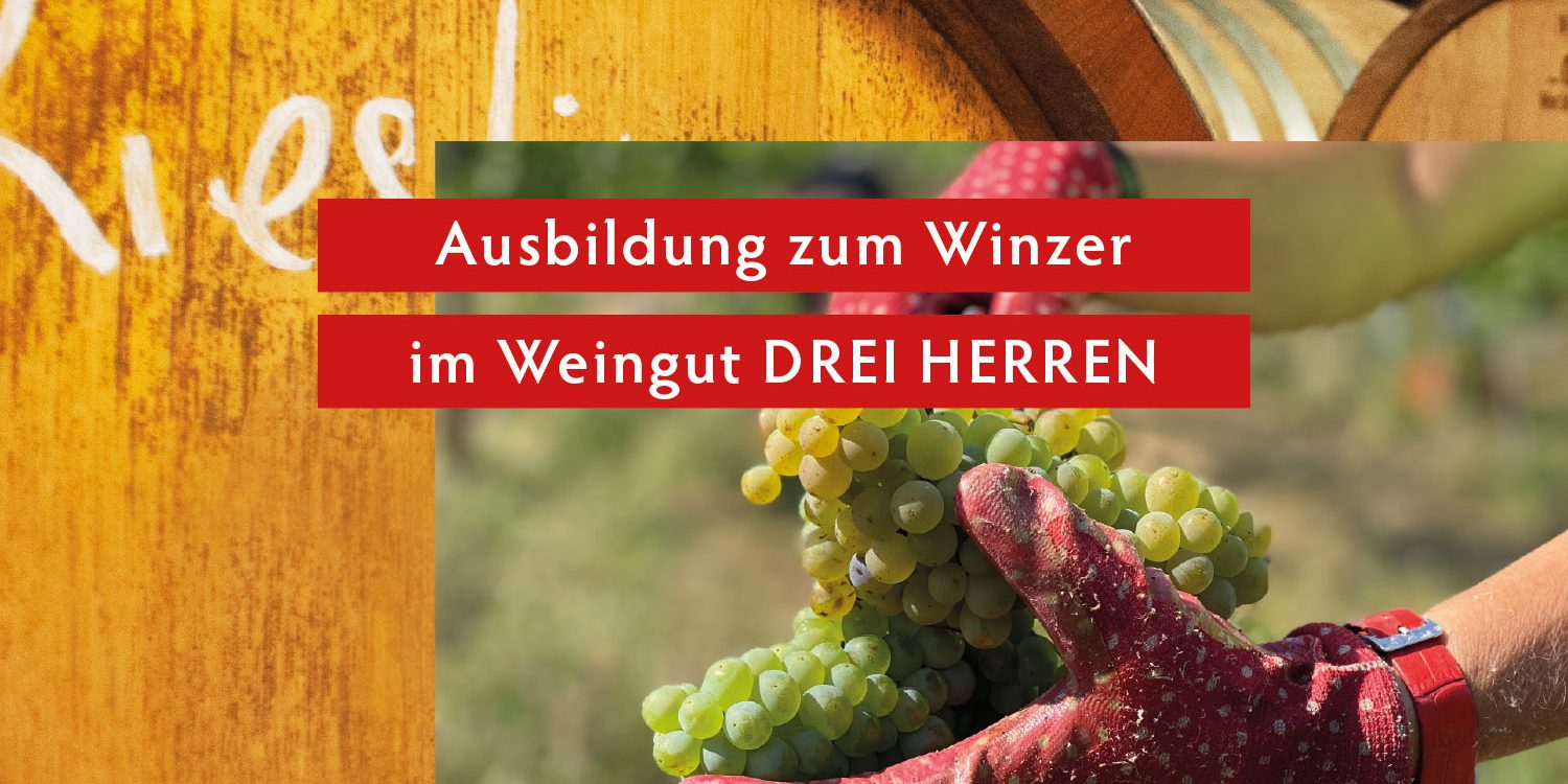 Winzer-Ausbildung Ausbildung bei DREI HERREN