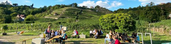 Wein-am-Herrmansberg